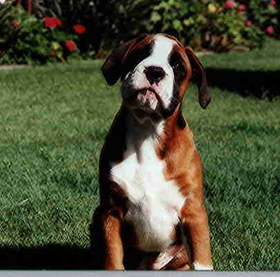 Boxer puppies are the cutest thing in the world